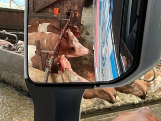 RanTrans aus Neufelden in Oberösterreich (11)